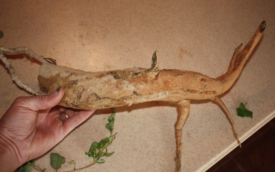 Harvesting, Preparing Wild Potato