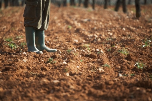 The Soil Food Web: A World Beneath Our Feet