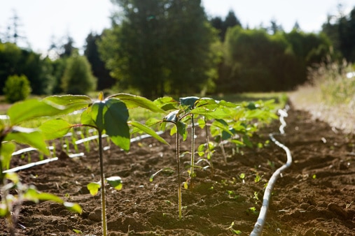 Liquid Organic Matter Can Save Costs, Increase Yields