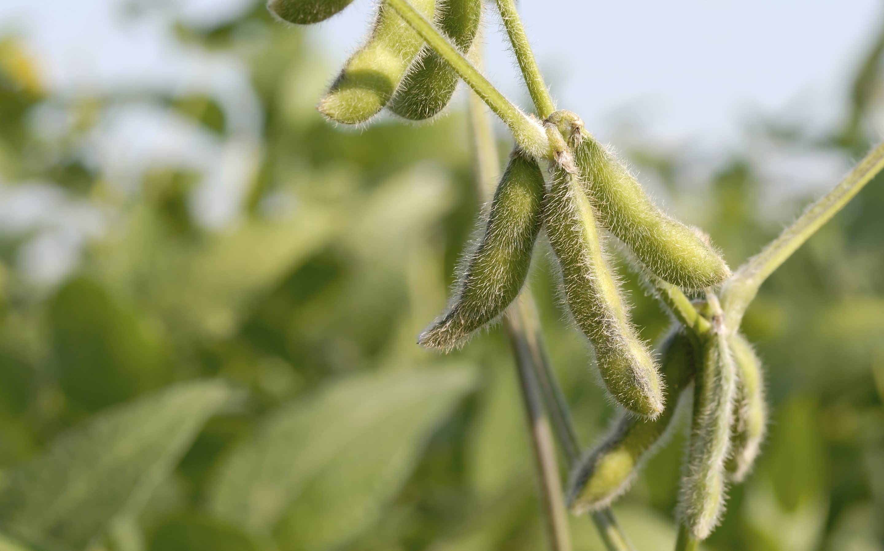 How to Solve Common Soybean Problems | EcoFarming Daily