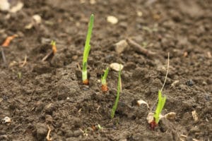 Seedbed Preparation For Forage | EcoFarming Daily