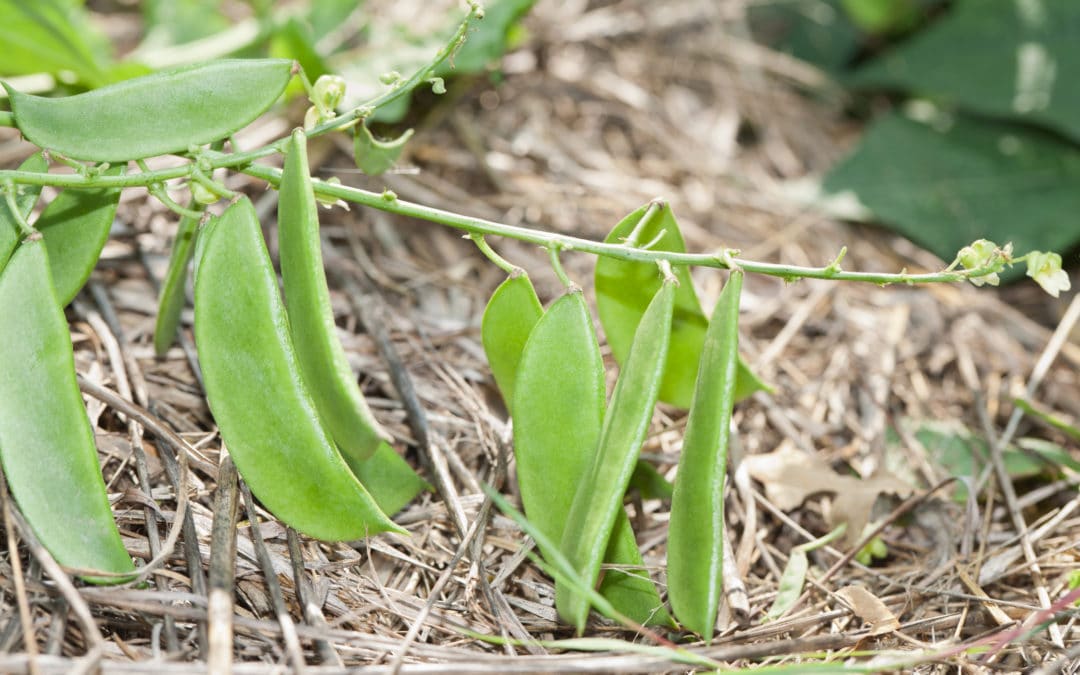 Growing Beans: A How-To Guide