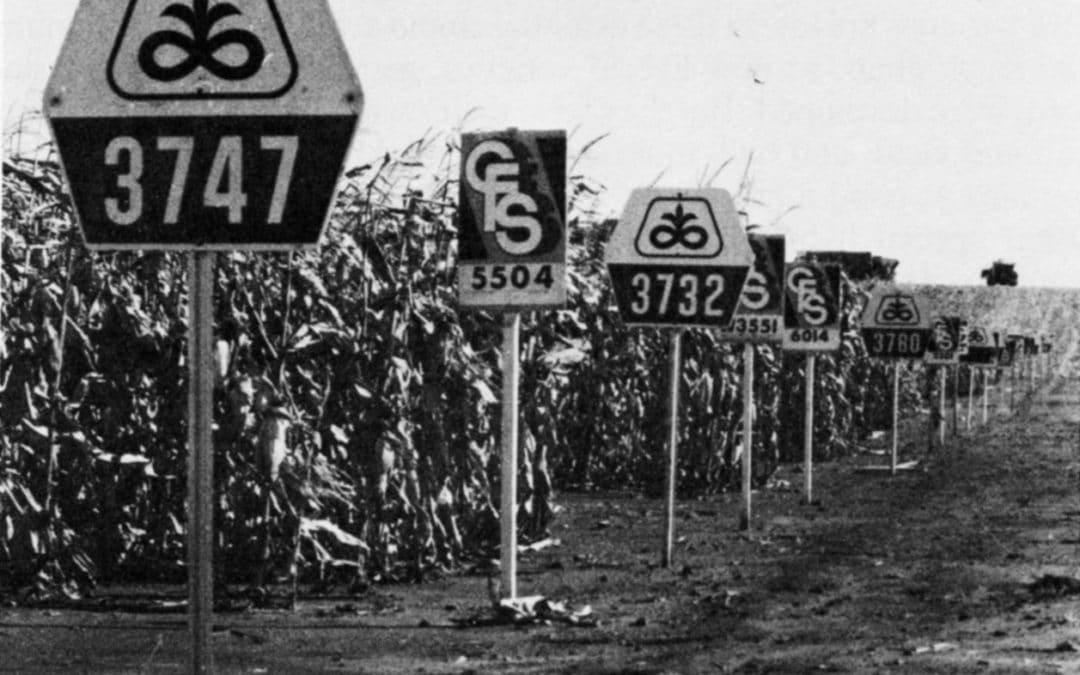 Corn Plant Biology