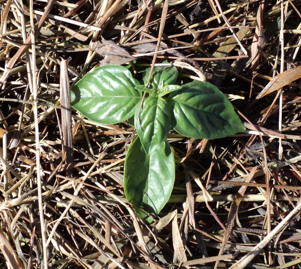 A Farmer s Guide to Mulching EcoFarming Daily