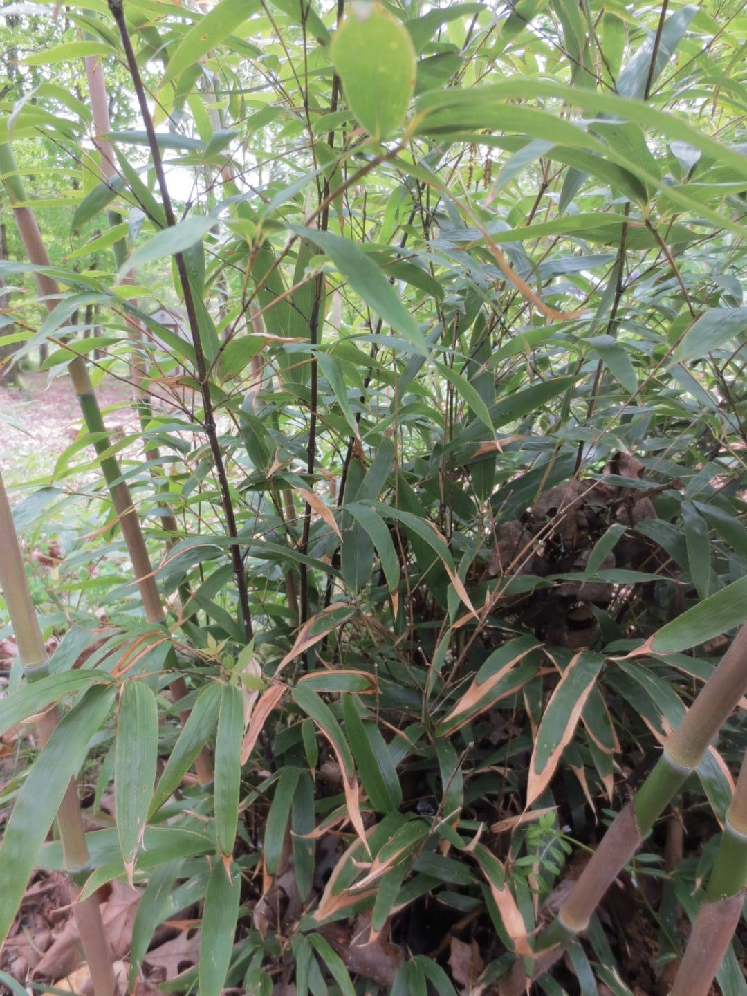 America’s Native Bamboo | EcoFarming Daily