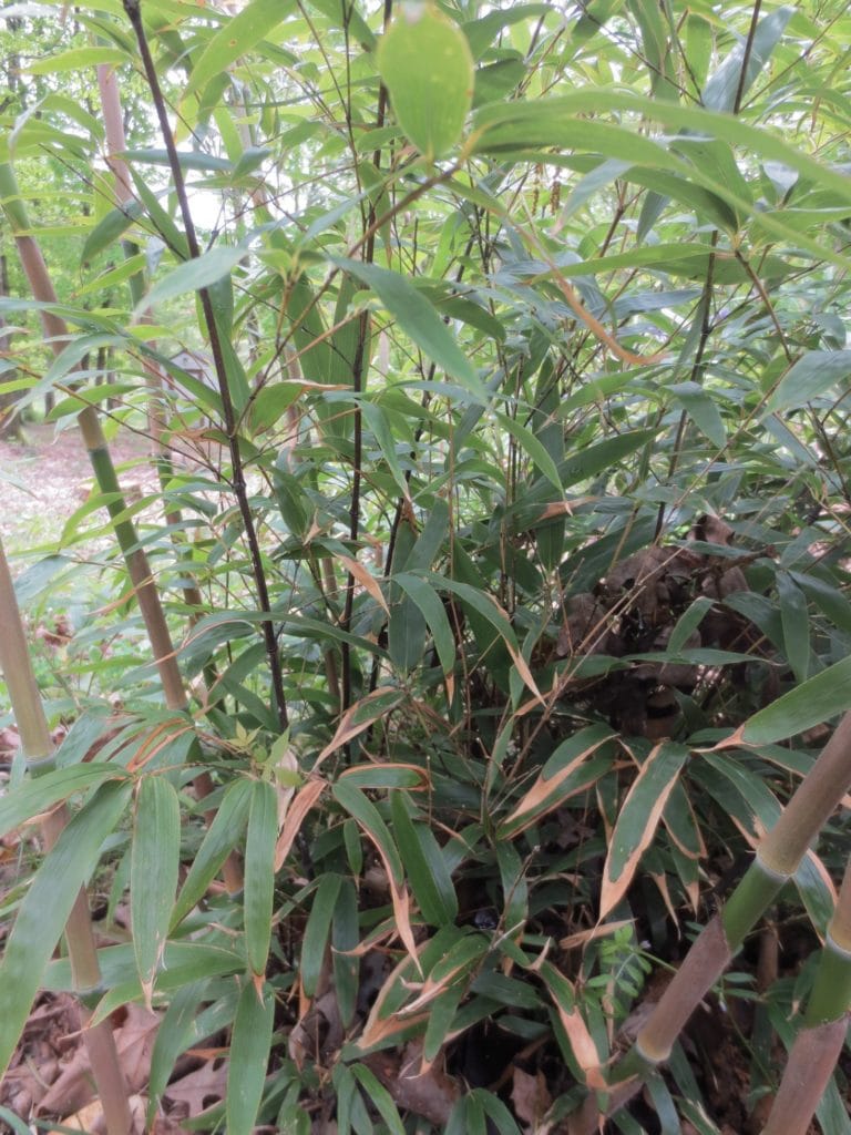 america-s-native-bamboo-ecofarming-daily