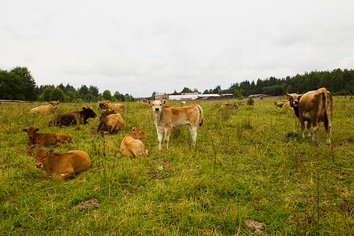 Pasture Management: Benefits of Biodiverse Forage