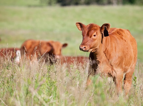 Livestock Grazing: The Organic Farmer’s Dilemma