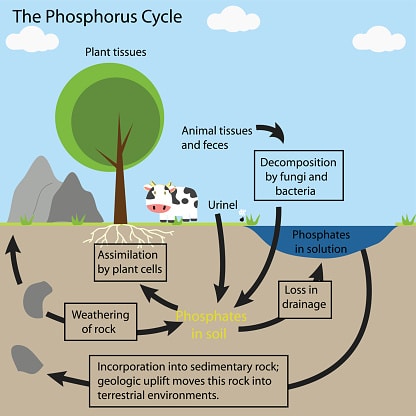 The Soil Food Web: A World Beneath Our Feet | EcoFarming Daily