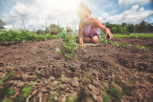 Sustainable Soil: Four Rules for Controlling Organic Inputs