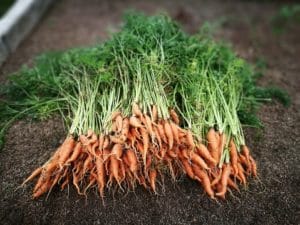 organic carrots