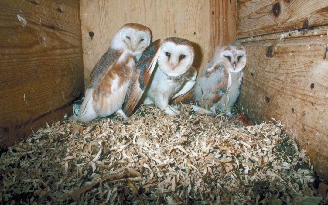 Barn Owls for Pest Control