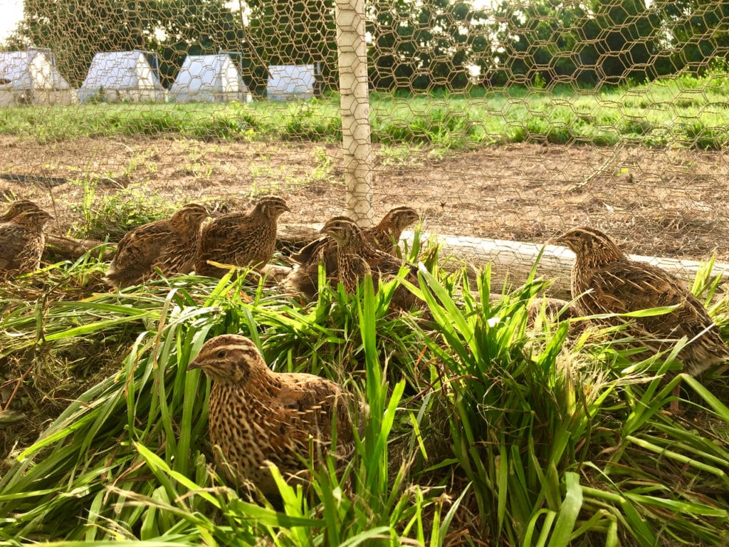 pasture raised quail