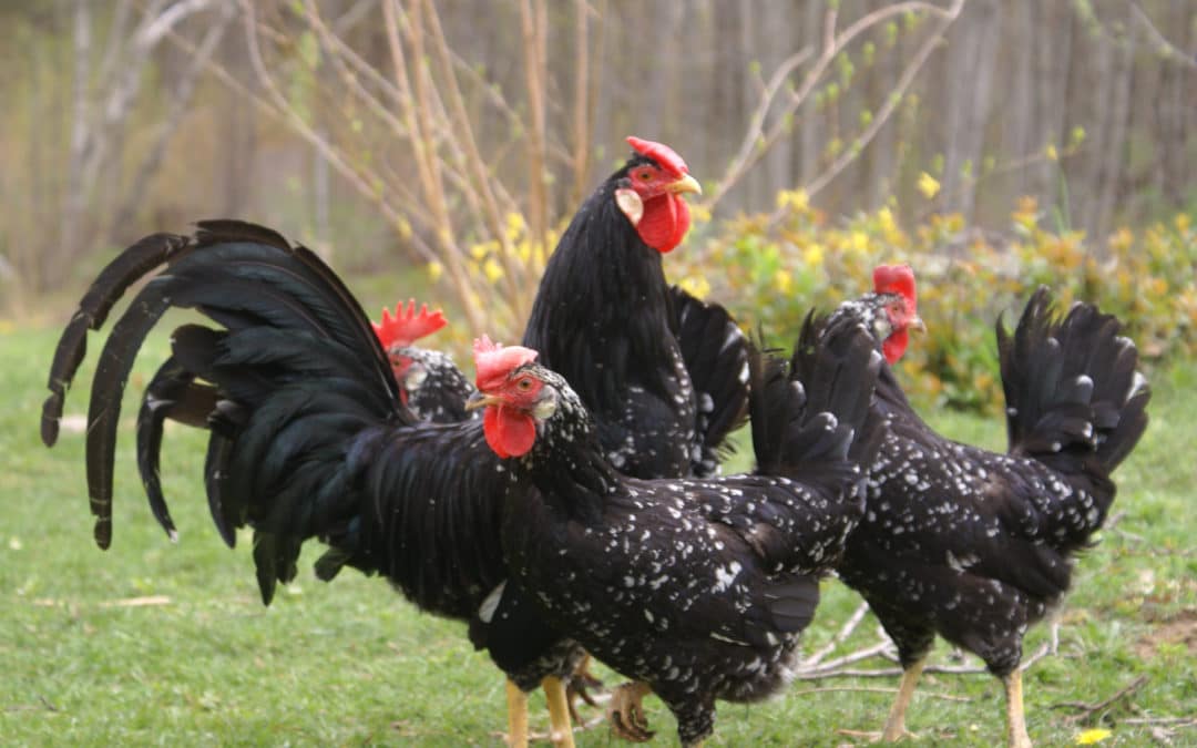 Chicken Breeds for Producing White Eggs