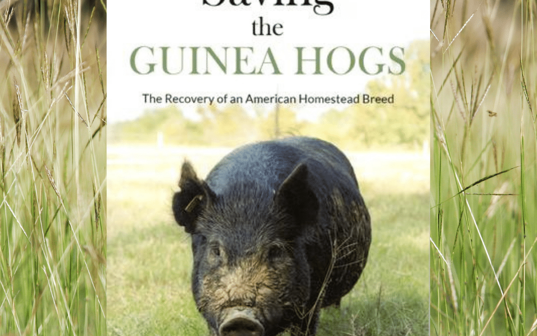Meet the Guinea Hog