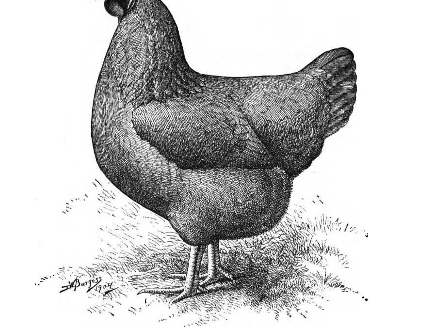 Heritage Breed Chickens