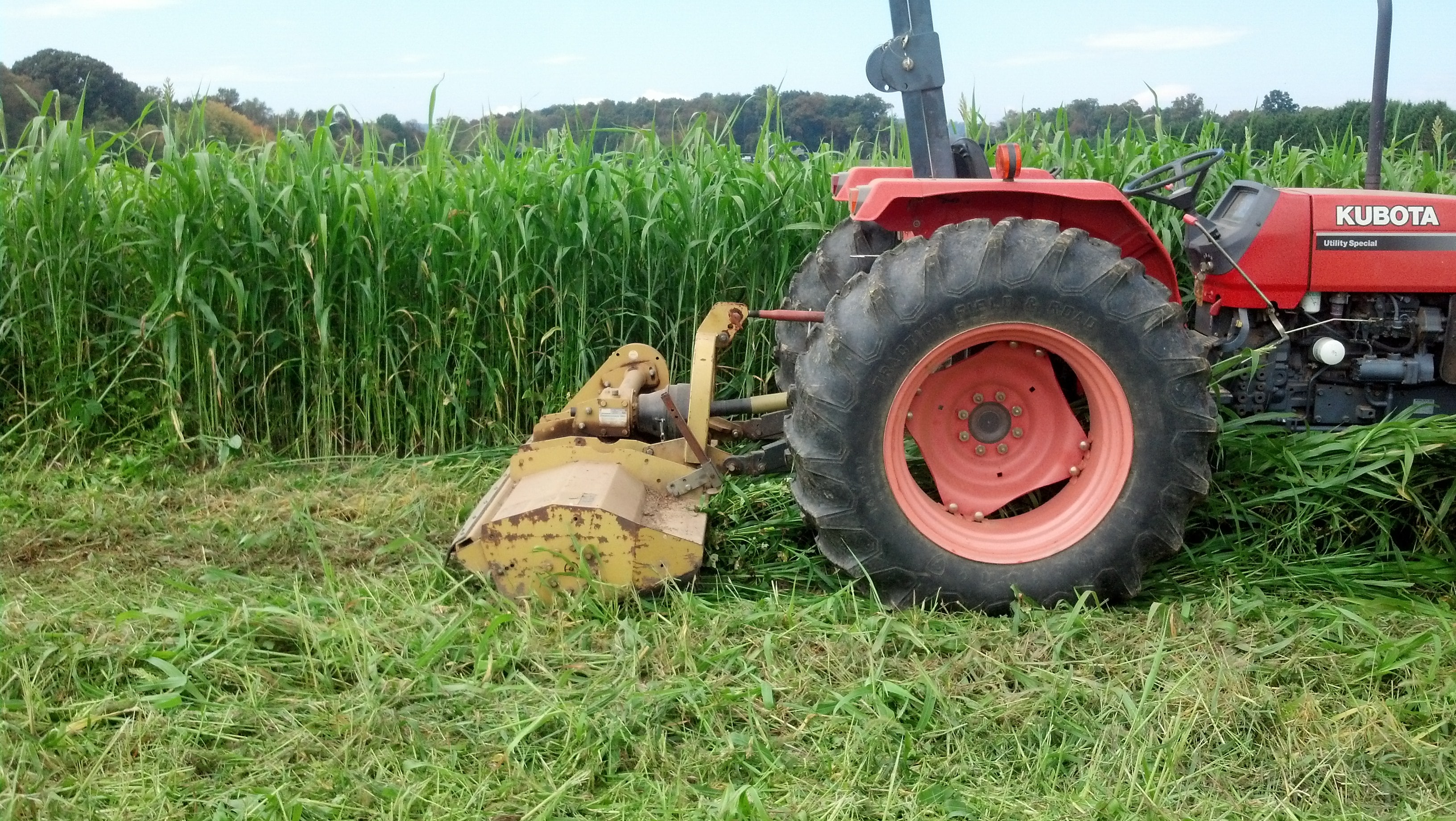 Cover Cropping Green Manures EcoFarming Daily