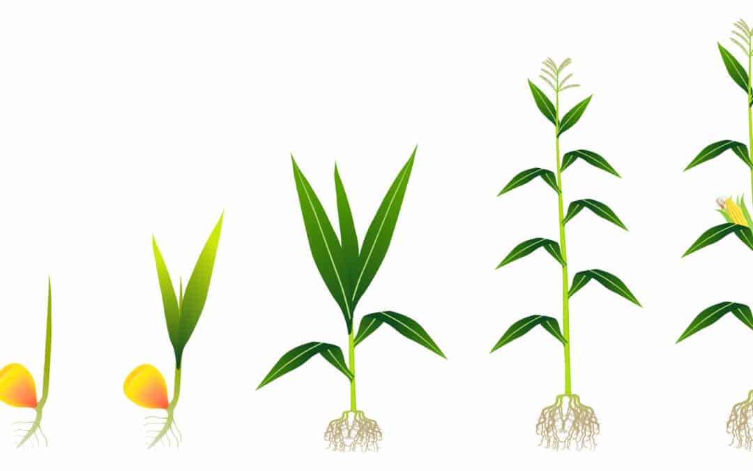 When Should I Test My Corn or Sorghum Plants?