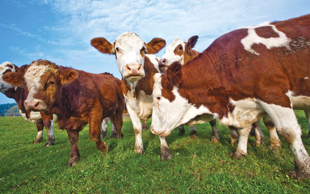 Preventing Pasture Bloat