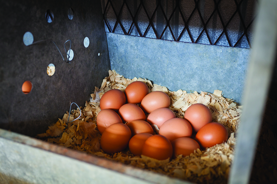 Breaking Into The Egg Business Ecofarming Daily