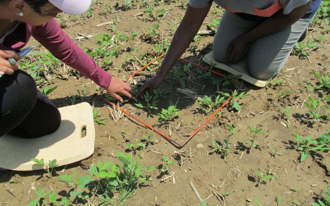 Into the Weeds with Soil Balancing – The Ohio State University Soil Balancing Team