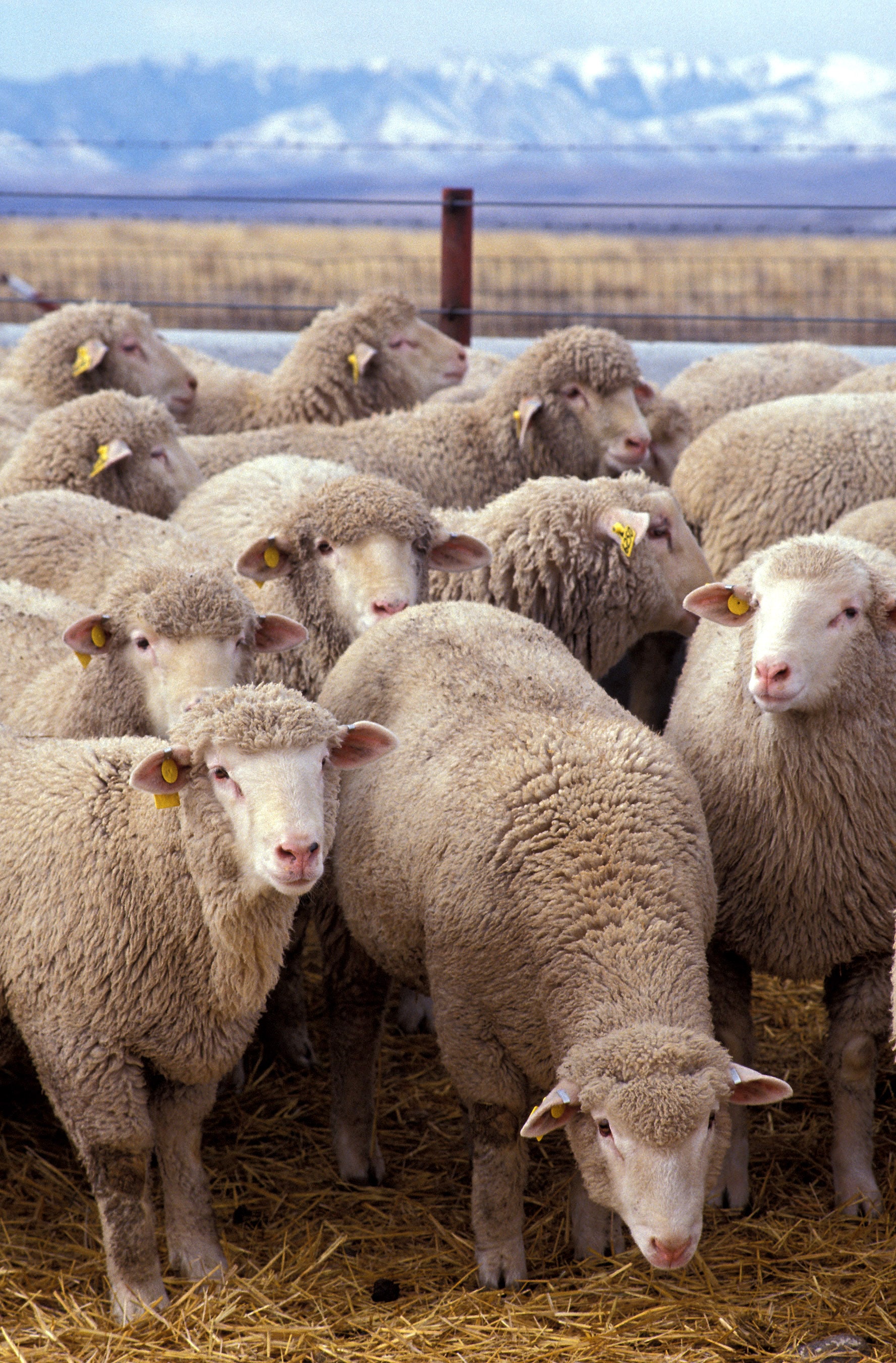 mob-grazing-sheep-ecofarming-daily