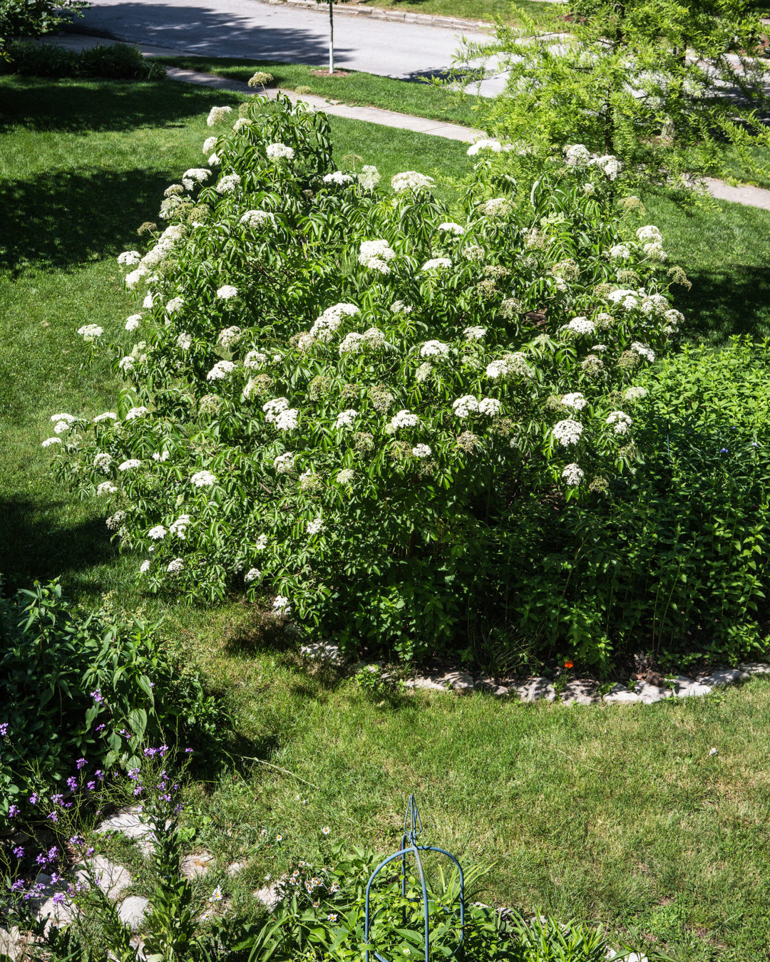 Edible Landscaping with Elderberry EcoFarming Daily