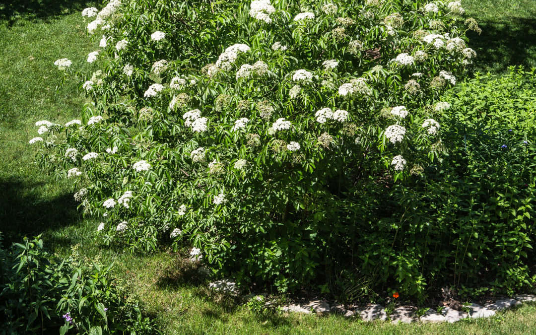 Edible Landscaping with Elderberry