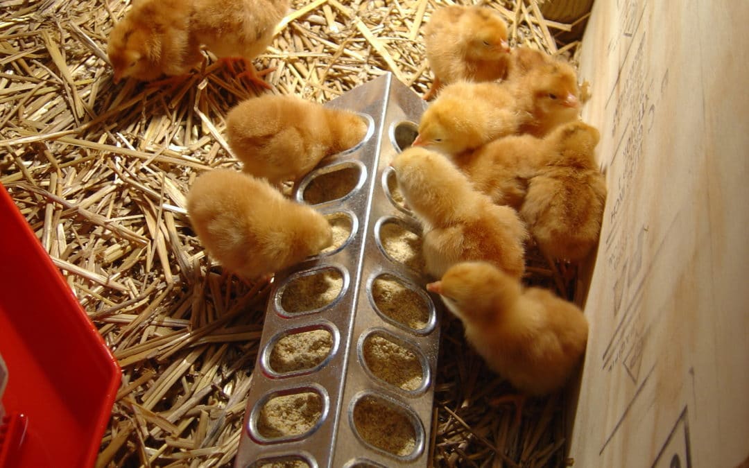 Brooder Management: Learn How to Keep Baby Chicks Happy and Healthy