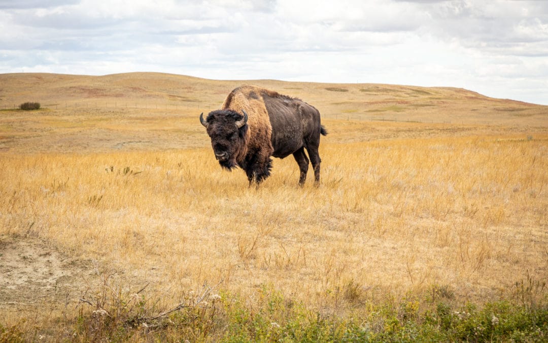 Grass-fed Bison Returns to South Dakota Prairie