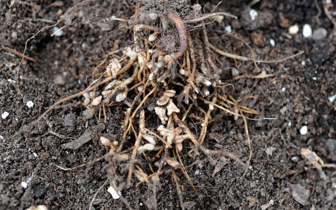 The Biological Nature of Soil