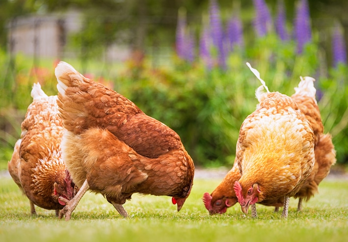 A livestock feedstuffs guide