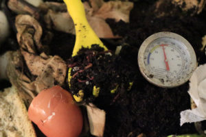 Compost should reach a temperature between 135°F and 155°F