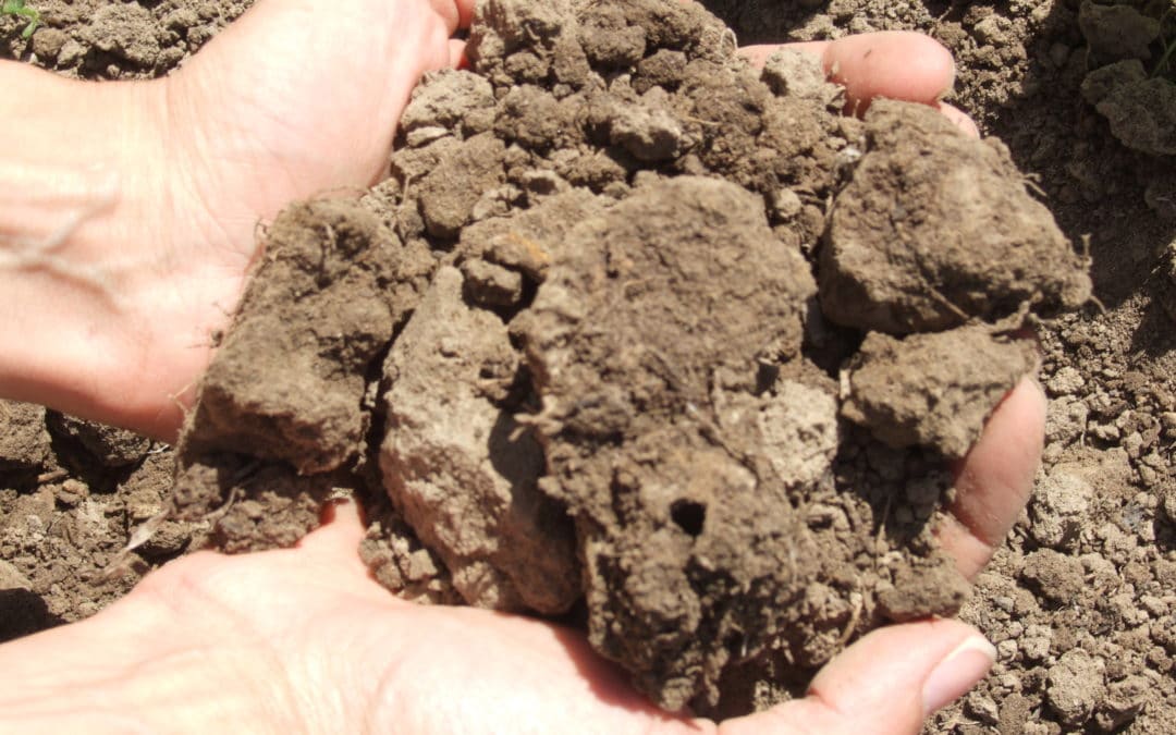 Minerals: The Big 4 for Soil Health