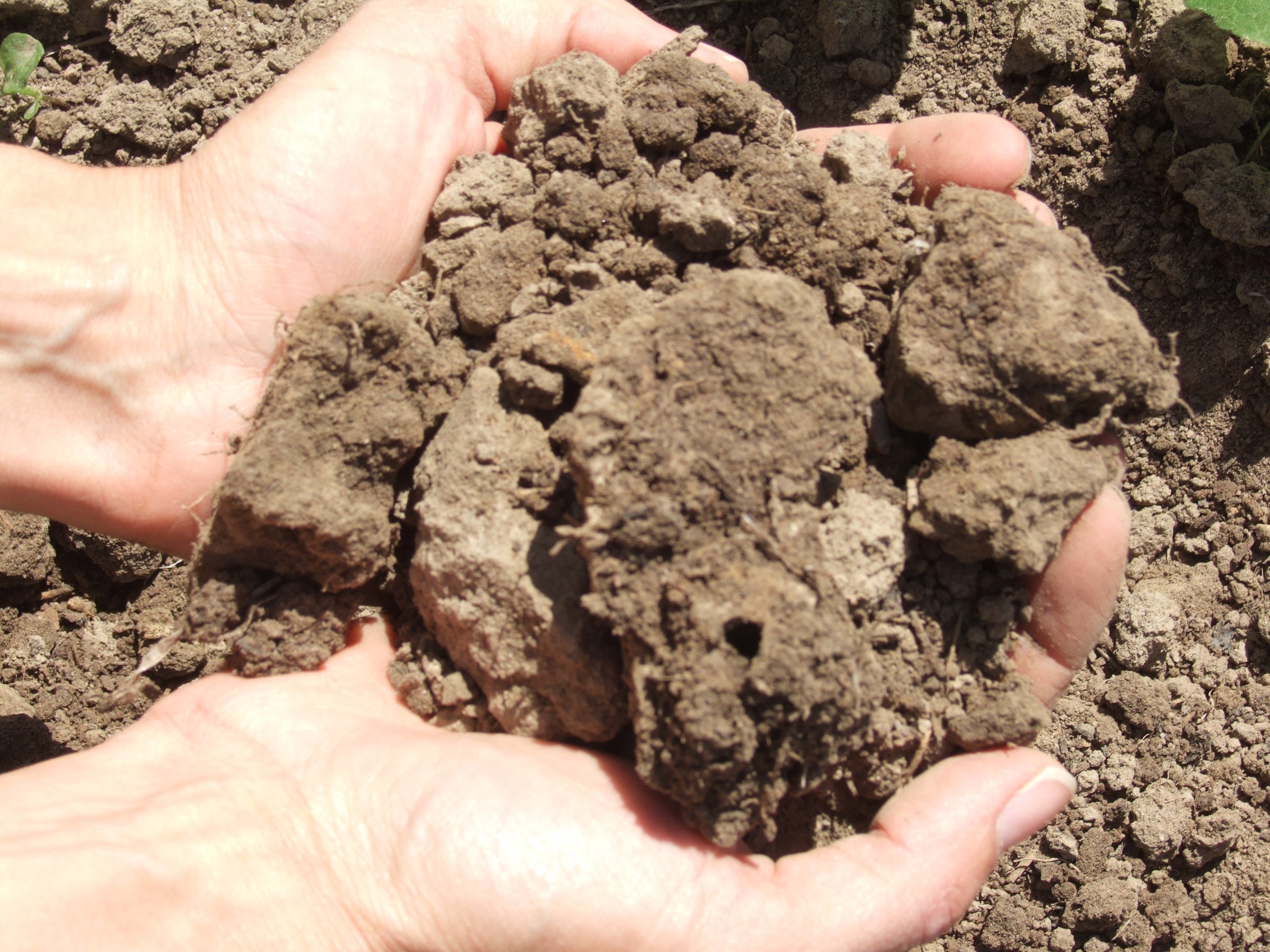 Minerals The Big 4 For Soil Health EcoFarming Daily