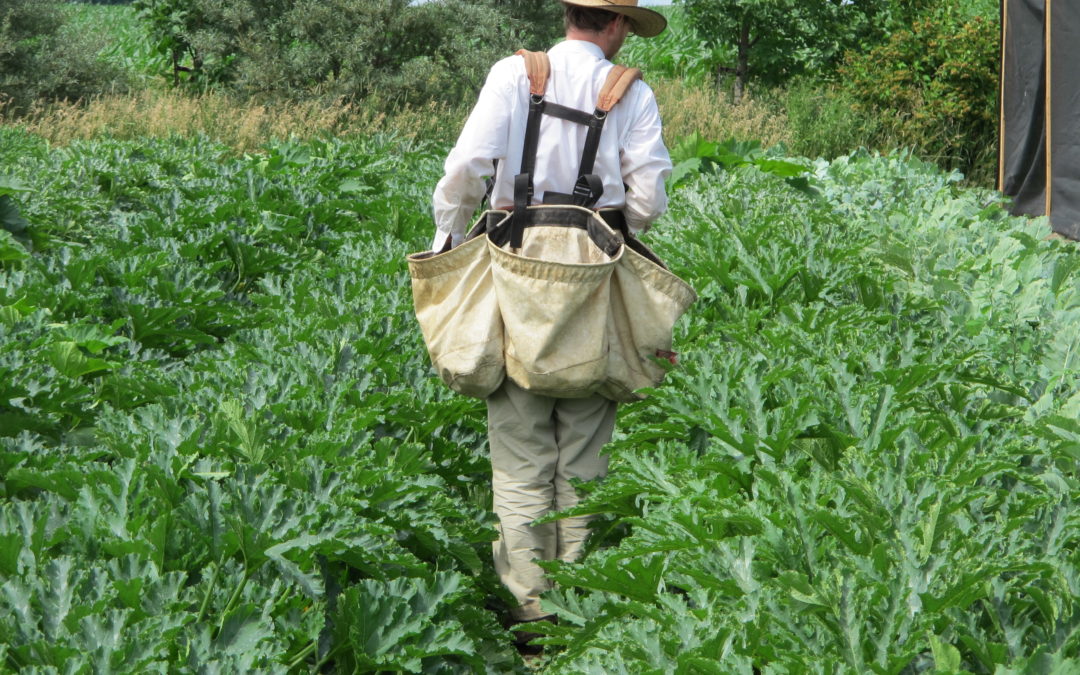 Biointensive Growing for Smart-Scale Farming