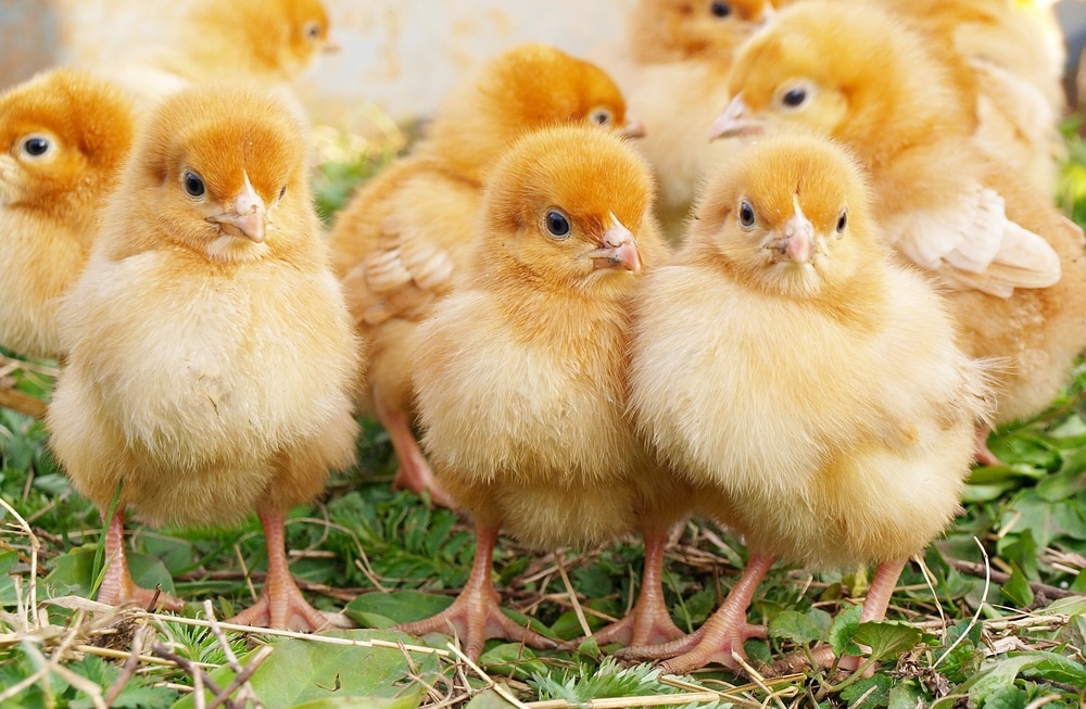 Ordering Chicks: How to Pick the Best Birds for Your Flock