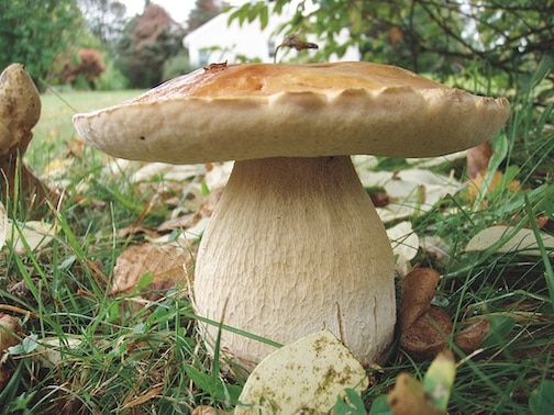 A Guide to Edible Mycorrhizal Mushrooms