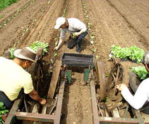 How to Reduce Transplant Shock on Your Farm