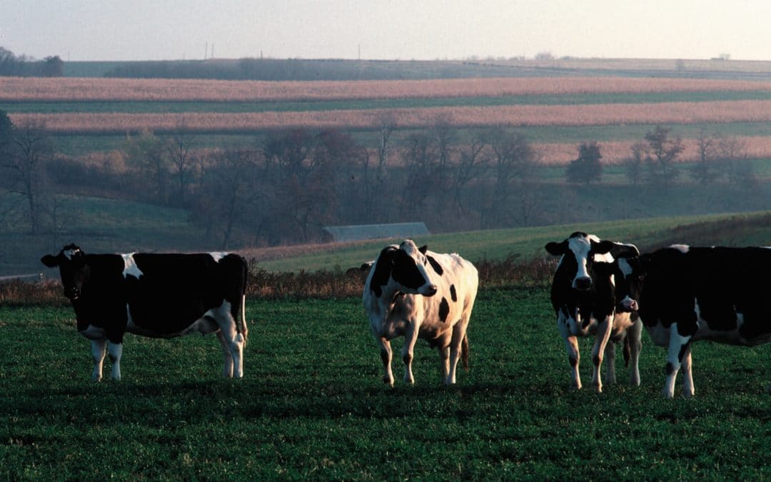 Blood Calcium in Dairy Cows