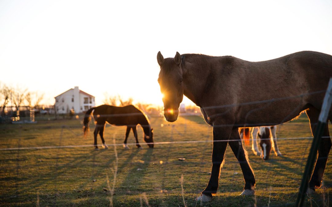 Horse Care: Naturally Healthy