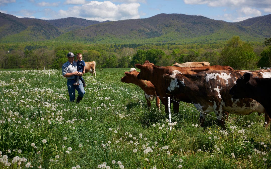 From Grass to Glass: Organic Dairy Farming