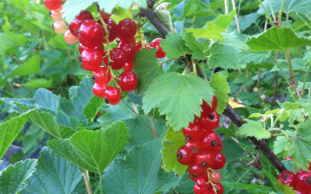 How to Grow Berries and Fruits in Suburban Settings
