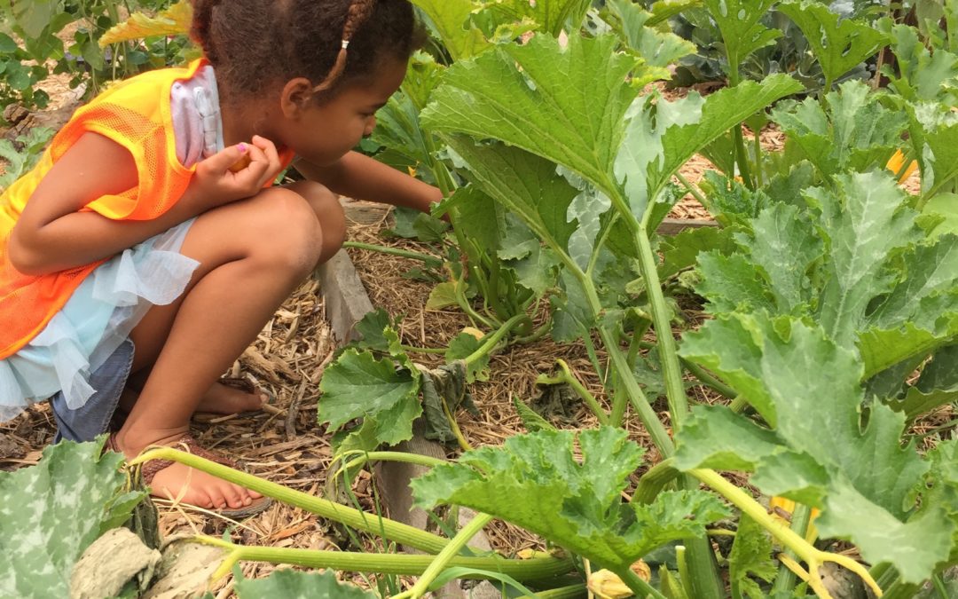 Community Land Trust: Gateway to Farmland – EcoFarming Daily