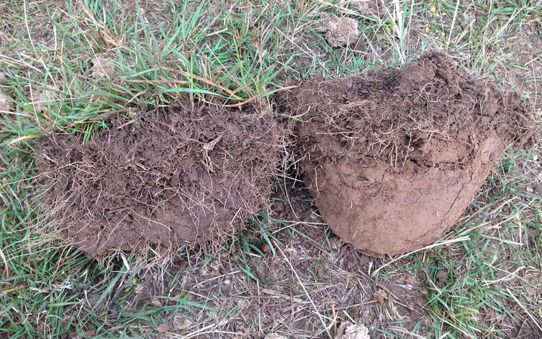 Understanding Soil Carbon Dynamics