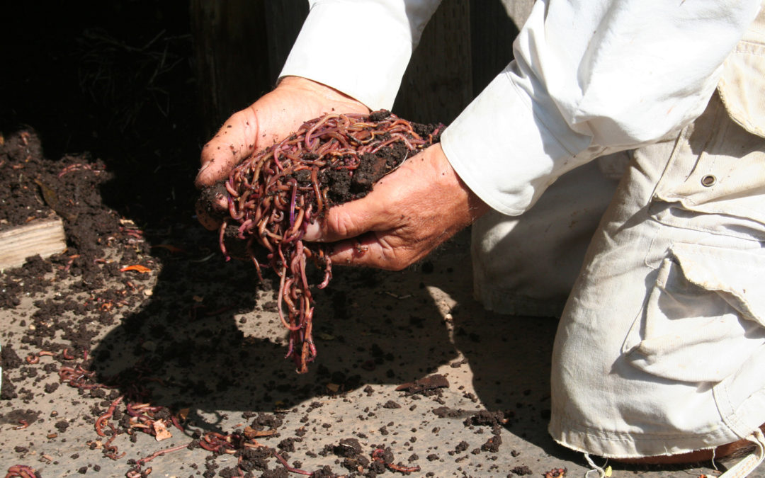 Harness The Power of Earthworms