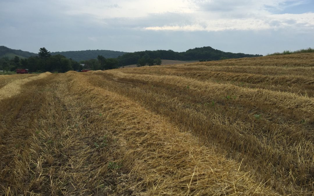 Transitioning to Organic: Strategies for Success – EcoFarming Daily