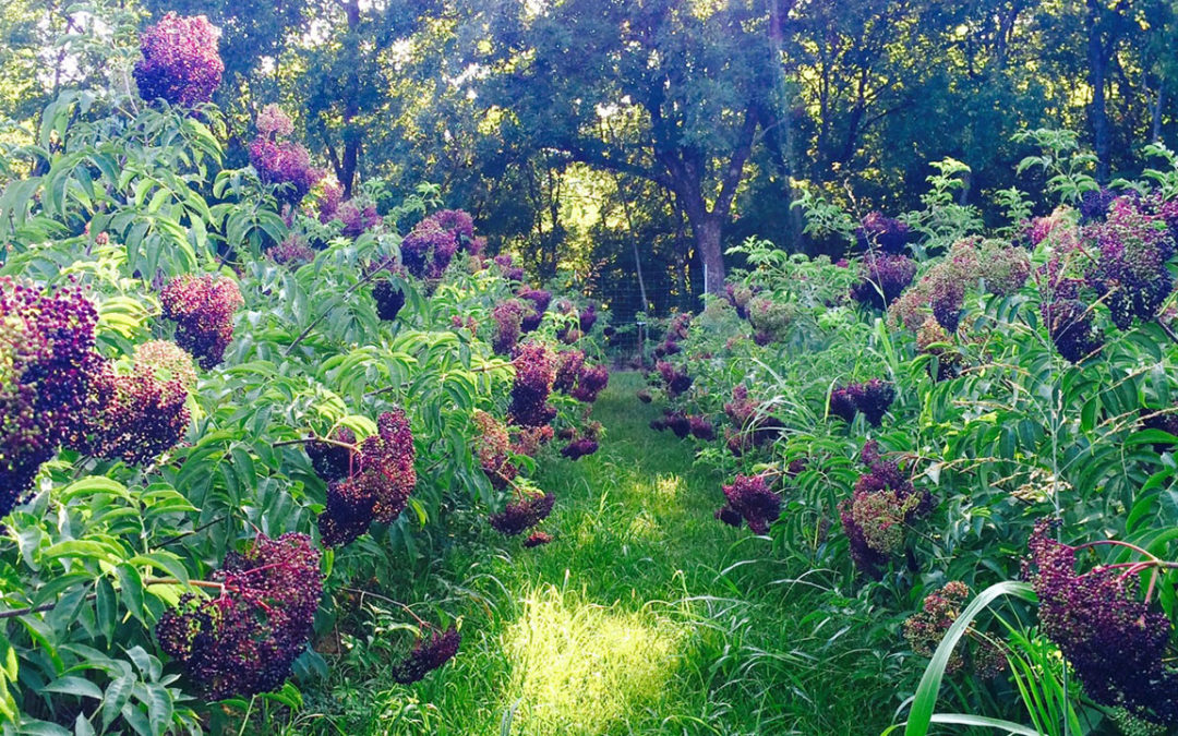 The Business of Organic Elderberry