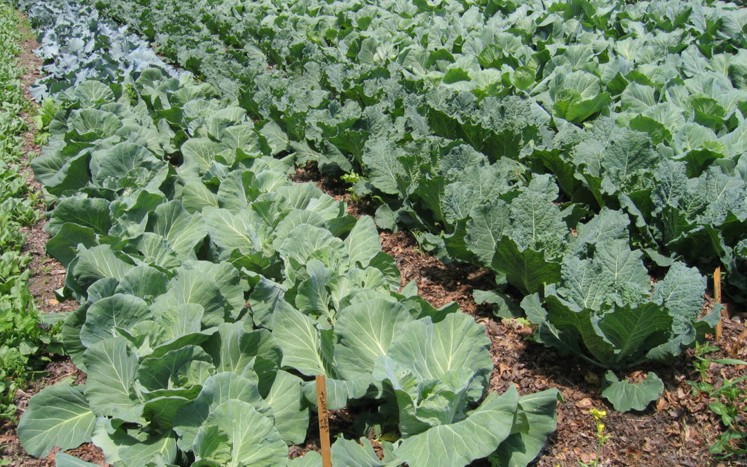 No-Till Growing: Vegetable Production