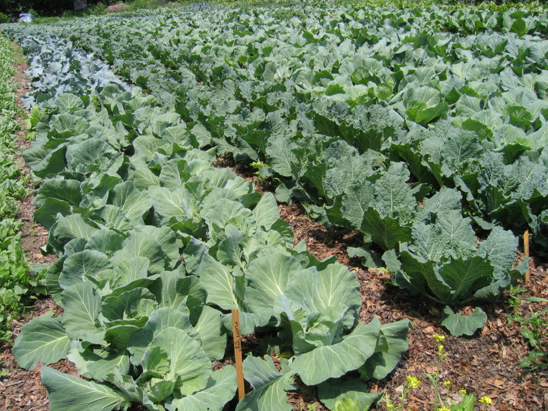 No-Till Growing: Vegetable Production | EcoFarming Daily